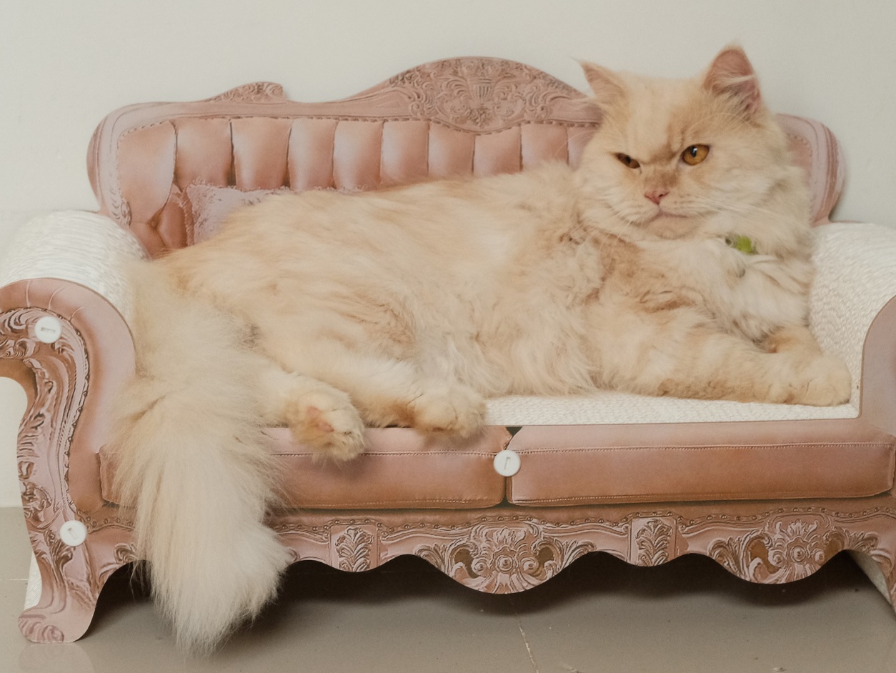 Ozzy, a cream long-haired cat lounging on the rose sofa