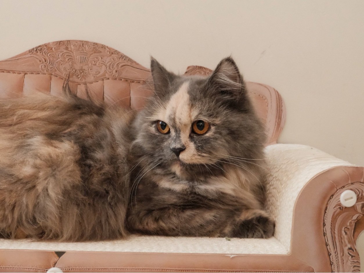 Princess Mae, a grey and cream cat resting on the rose sofa