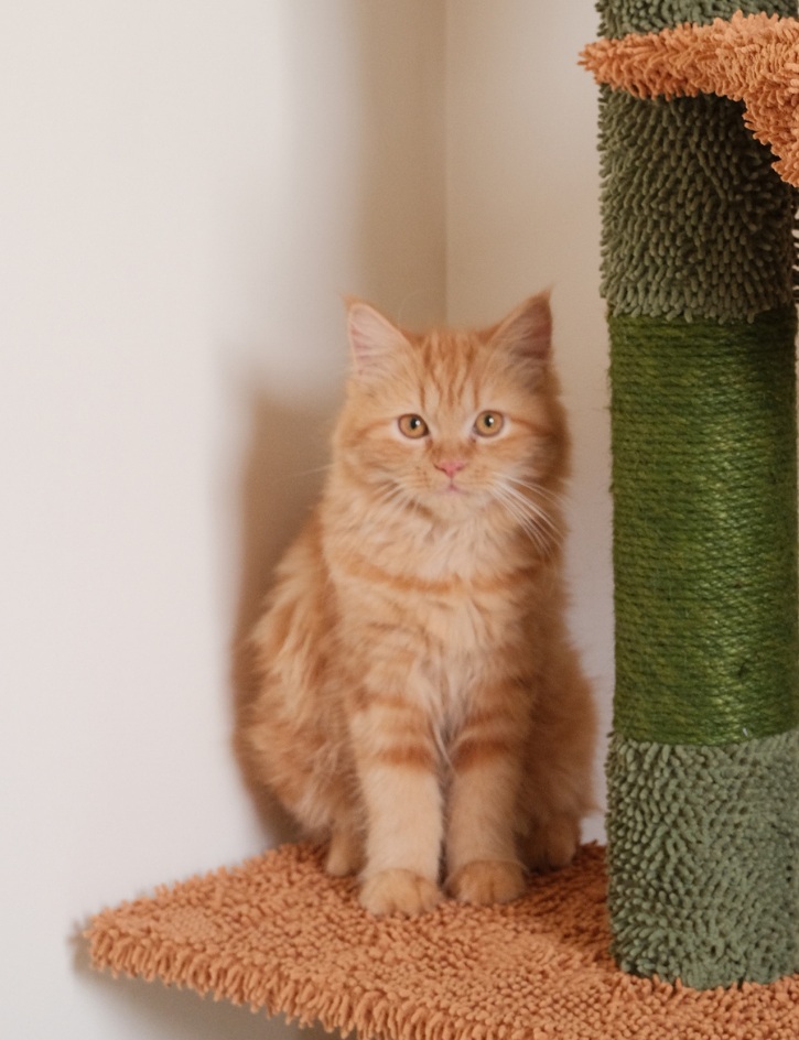 Dasha, a ginger kitten sitting on the cactus tower