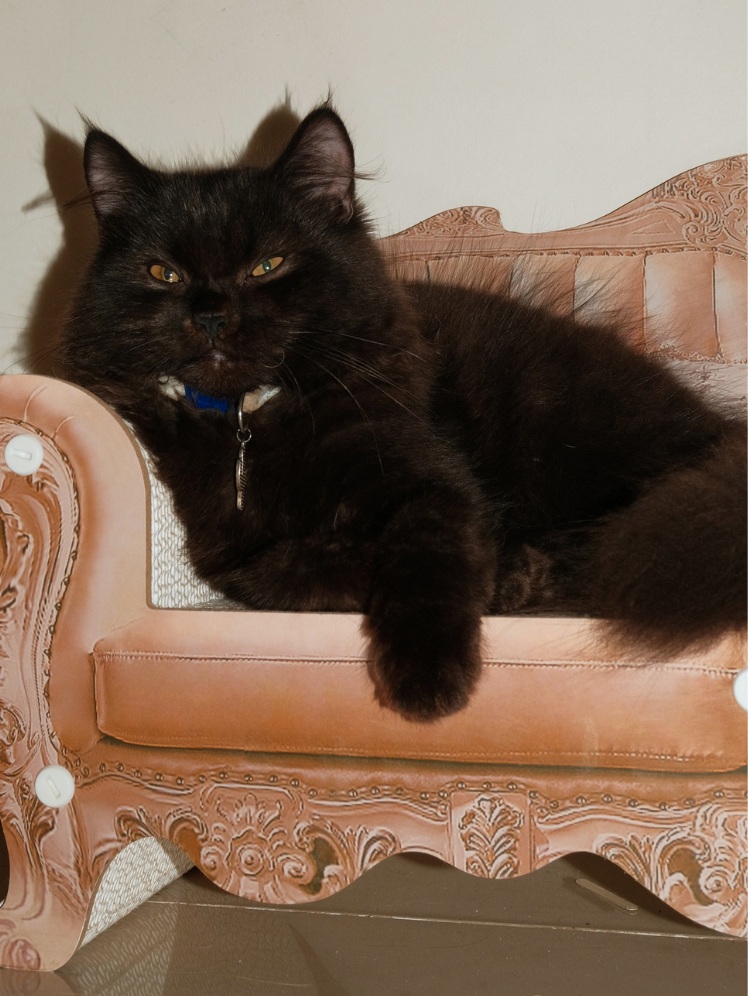 Benito, a black cat relaxing on the rose sofa
